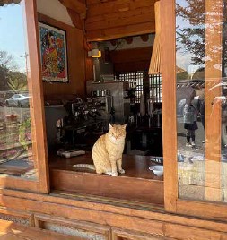 観光通りの猫カフェ@慶州